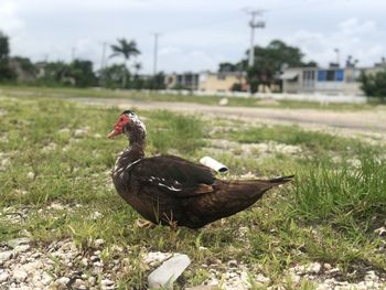 Bird on a field