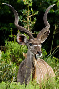 Close-up of deer on tree