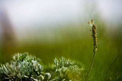 Close-up of plant growing on field