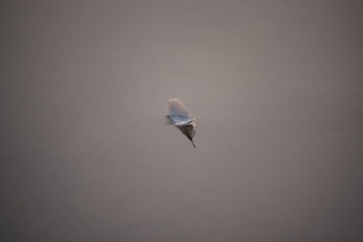 Close-up of bird flying against the sky