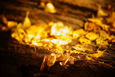 Close-up of maple leaf