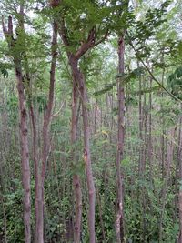 View of trees in forest