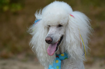 White poodle groomed and posing.