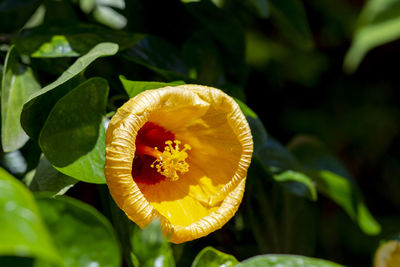 Close-up of yellow flowering plant