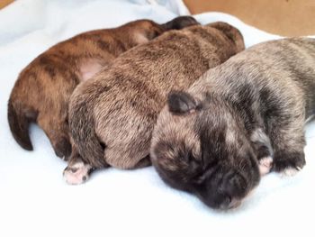 Close-up of puppy sleeping