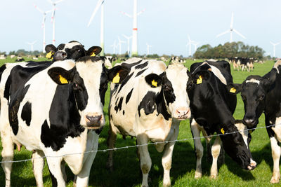 Cows standing in a field