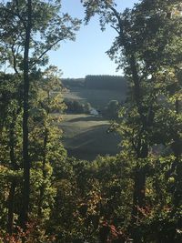 Scenic view of forest against sky