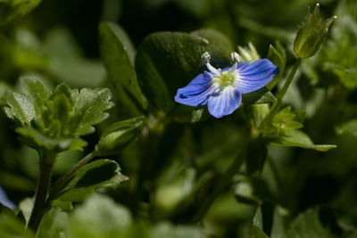 Close-up of purple flowering plant