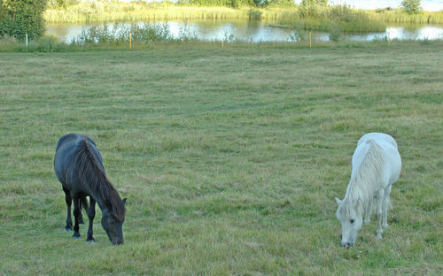 Horse grazing in field