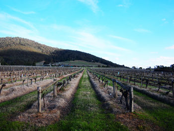 Scenic view of vineyard against sky