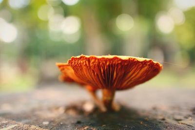 Close-up of orange mushroom growing on land