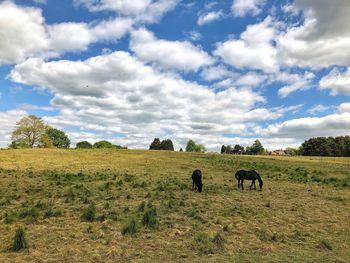 View of sheep grazing in field