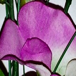 Close-up of purple flowers