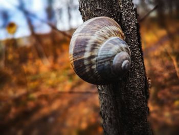 Close-up of snail on tree trunk