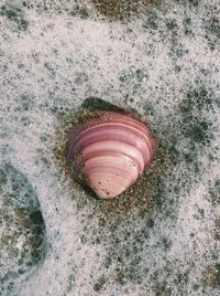 High angle view of shell on beach