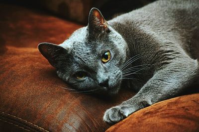 Close-up of a cat