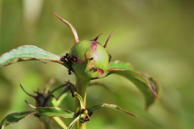 Close-up of berries on plant