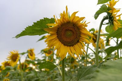 Close-up of yellow sunflower against sky