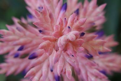 Close-up of pink flower