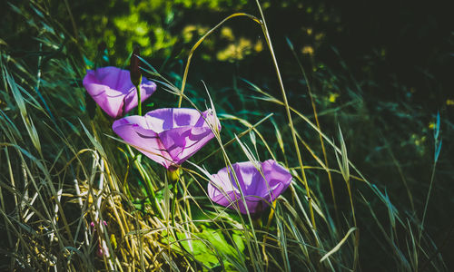 Close-up of purple crocus flowers on field