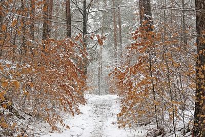 Snow covered beechtrees in forest