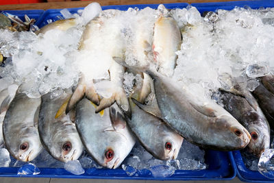 High angle view of fish for sale in market