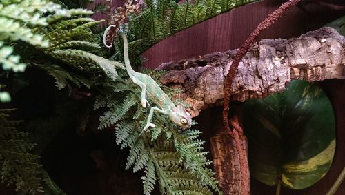 Close-up of plant growing on tree trunk