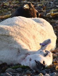 Sheep resting on rock