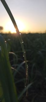 Close-up of wet leaf on field against sky during sunset