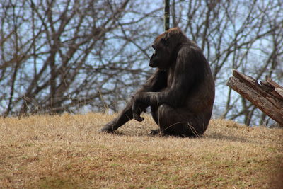 Lion sitting on field