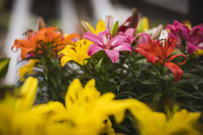 Close-up of orange flowering plants