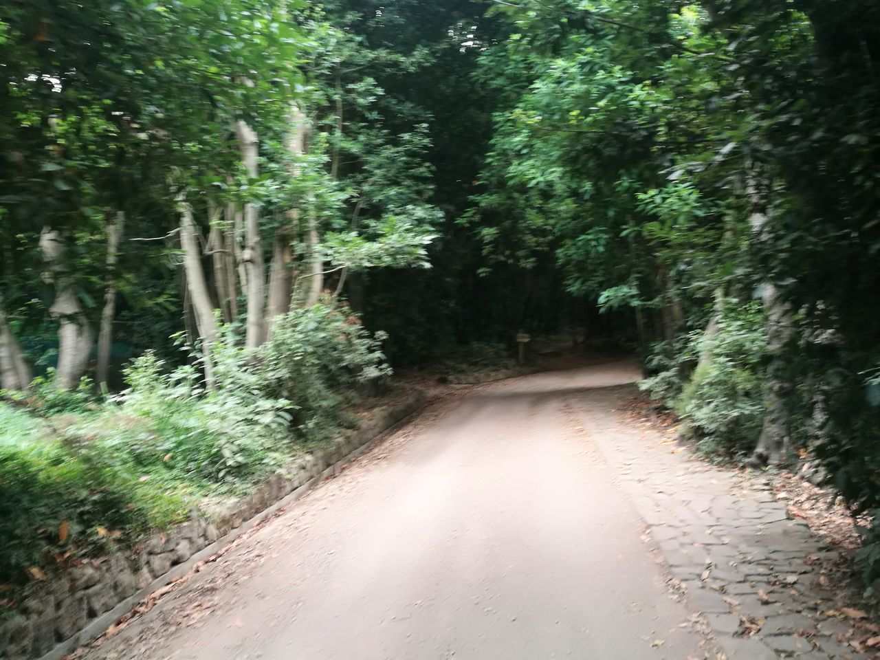 VIEW OF TREES IN FOREST