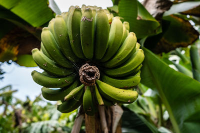 Close-up of fruit growing on tree