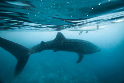 Man swimming in sea