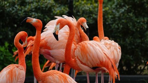 View of flamingos on field