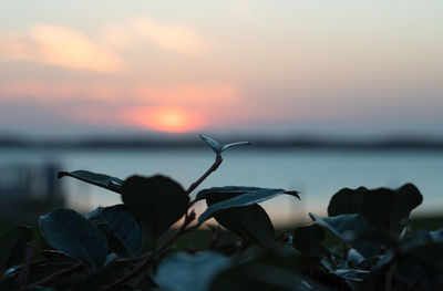 Close-up of plant by sea against sky during sunset