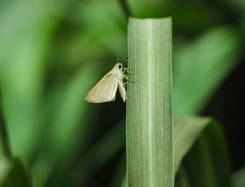 Butterfly on palm lea