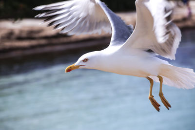 Close-up of seagull flying