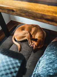 High angle view of dog sleeping on bed