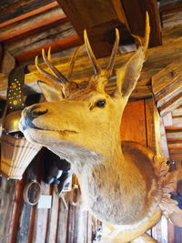 Close-up of a deer trophy