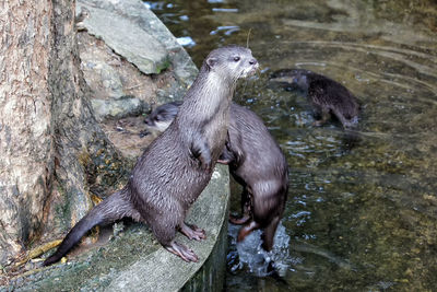High angle view of otters by pond at zoo