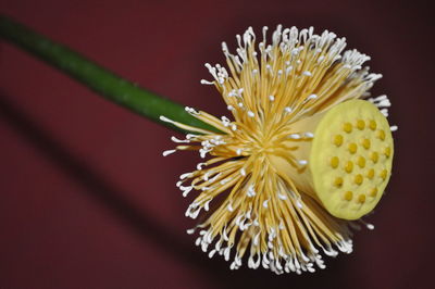 Close-up of yellow flower against black background