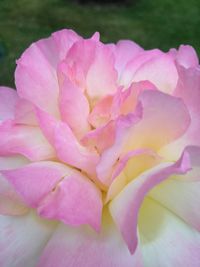 Close-up of pink flower blooming outdoors