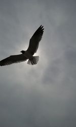 Low angle view of birds flying in sky