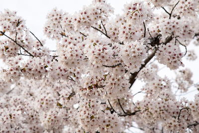 Low angle view of cherry blossom