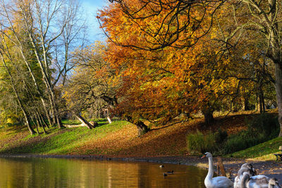 Trees by river against sky during autumn