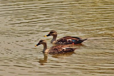 Ducks swimming in lake