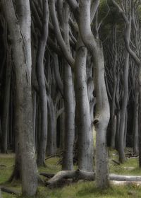 Trees in forest