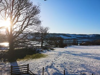 Trees on snow covered land against bright sun