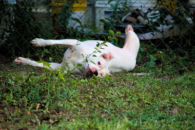 Pit bull terrier lying on field